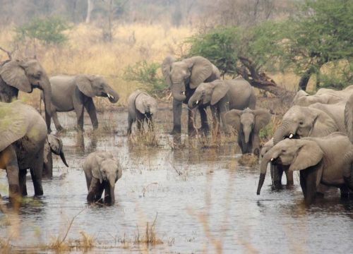 Eléphant