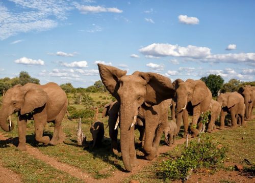 Eléphants de Tuli Block