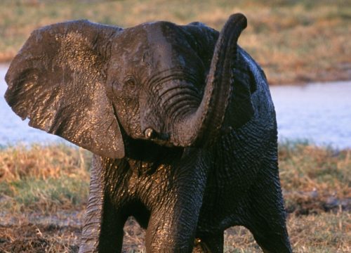 Eléphant