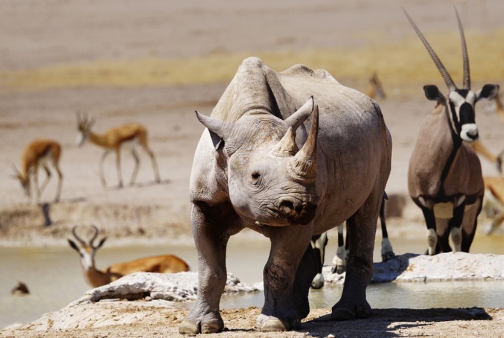 Rhinocéros Parc Etosha Namibie