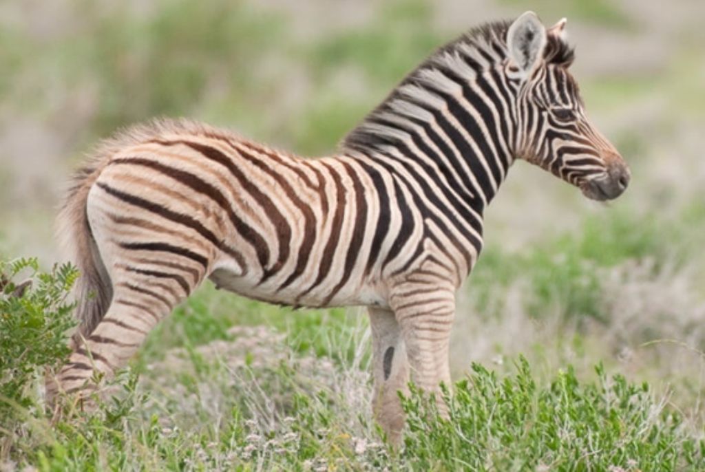 Zèbre Parc Etosha Namibie
