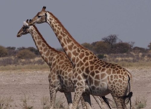 Central Kalahari Game Reserve