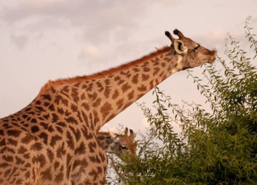 Girafe