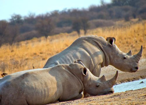 Khama Rhino Sanctuary