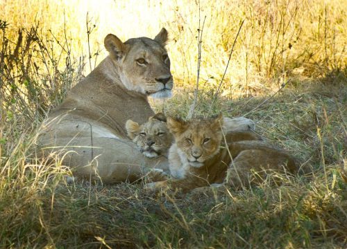 Lion à Savute