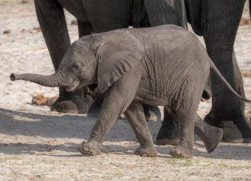 Makgadikgadi Pans National Park