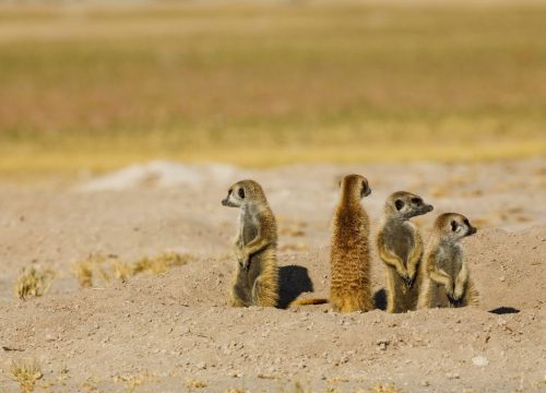 Makgadikgadi Pans National Park