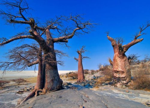 Makgadikgadi Pan