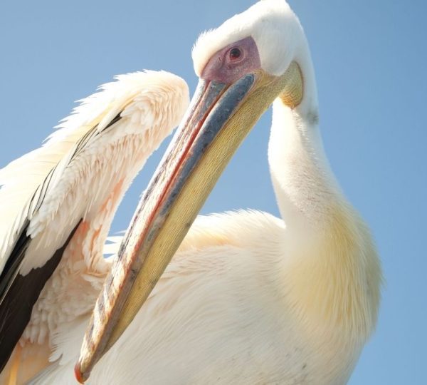 Pelican Walvis Bay