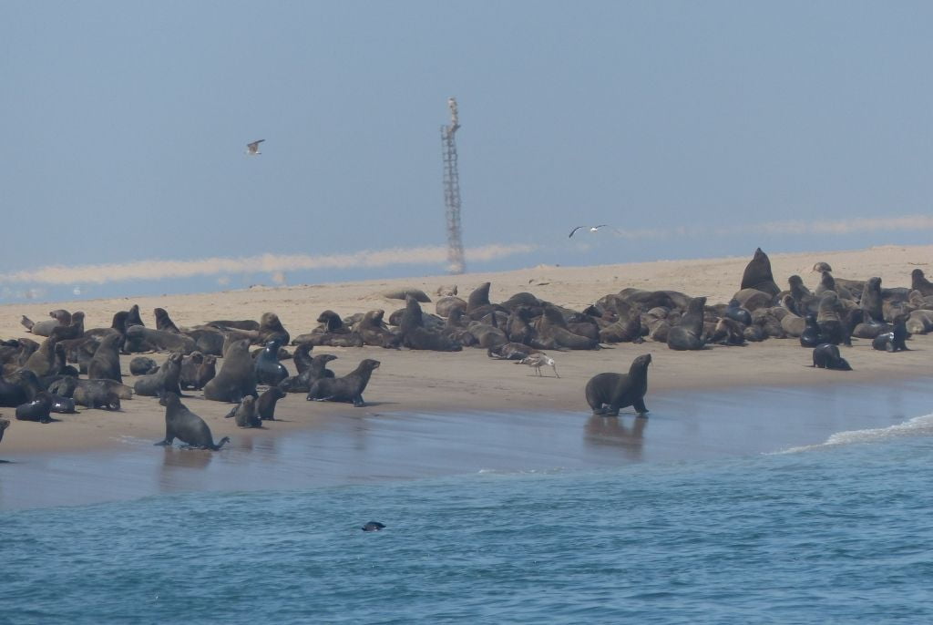 Excursion bateau Walvis Bay