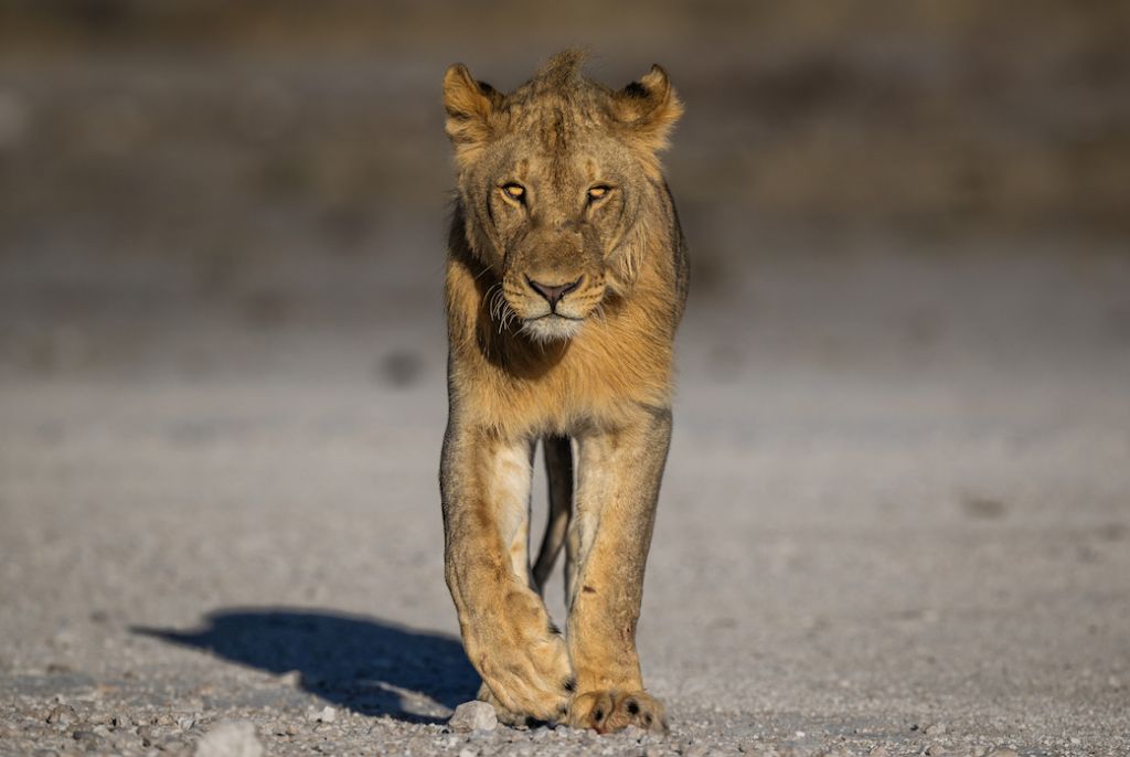 Safari Namibie Lion Parc Etosha