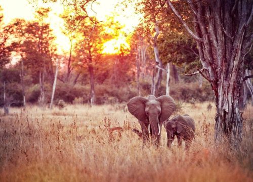 Savane