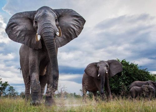 Eléphant