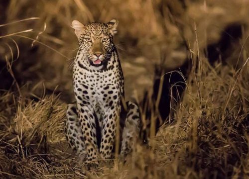 Guépard