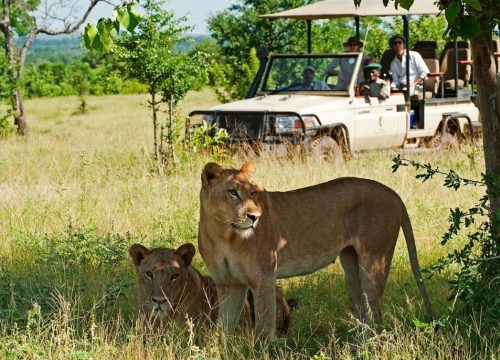 Safari