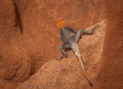 Twyfelfontein