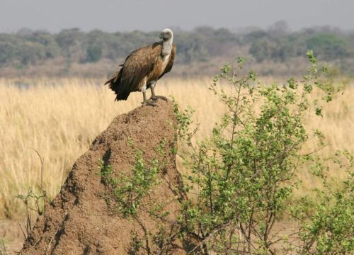Vautour au Mana Pools