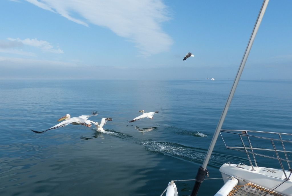 Excursion bateau Walvis Bay