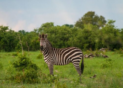 Zèbre