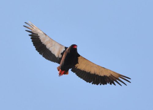 Aigle