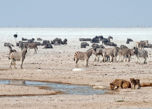 Quels animaux à Etosha ?