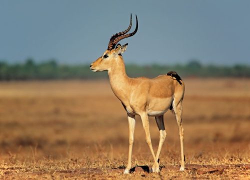 Antilope