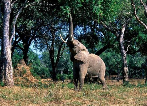 Eléphant