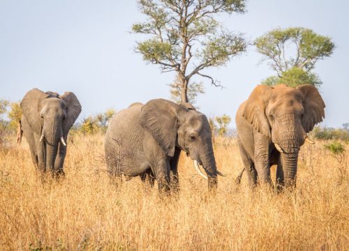 Eléphant