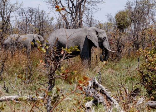 Eléphant