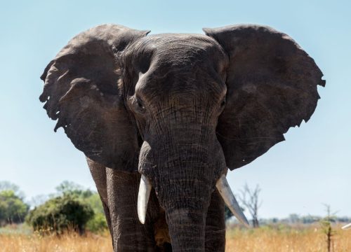 Eléphant