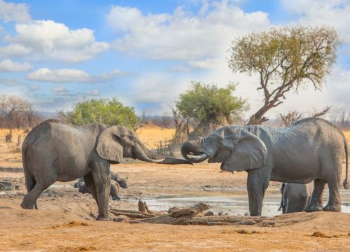 Eléphant