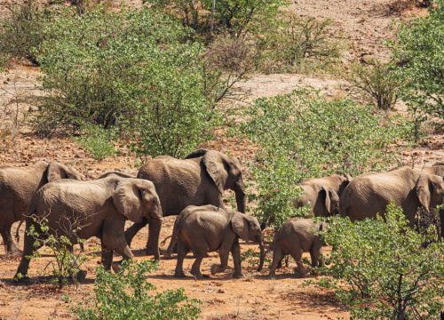 Eléphants