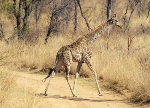 Girafe au Matobo national park