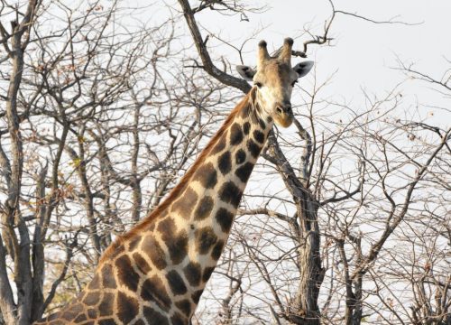 Girafe