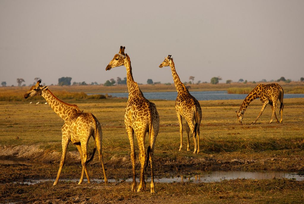 girafe rivière chobe botswana