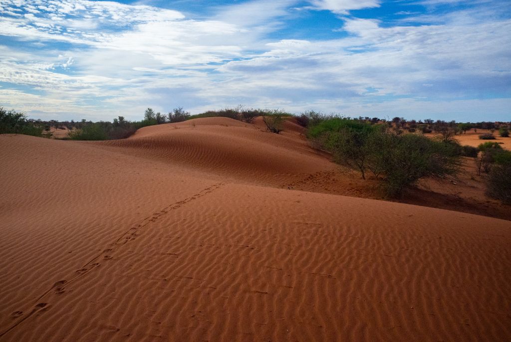 Dune 45
