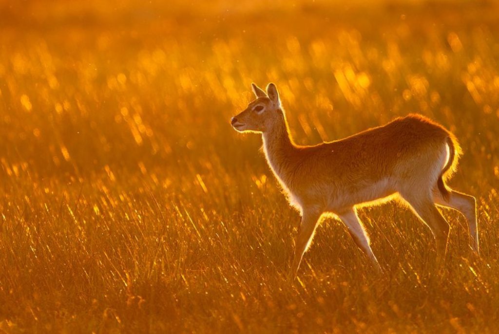 Antilope Kwaï Botswana