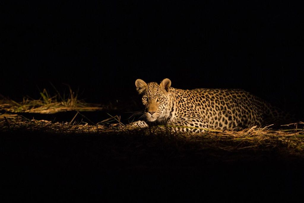 Léopard Kwaï Botswana