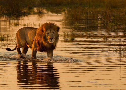 Quels sont les animaux en Namibie ?