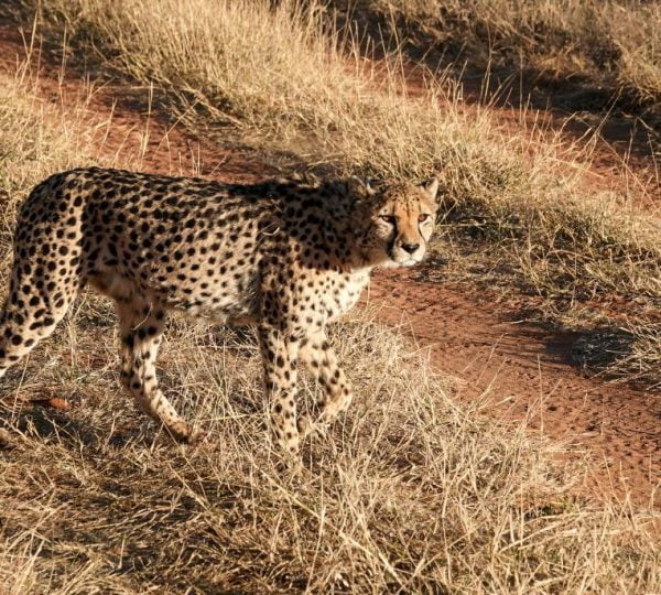 léopard OTJIWARONGO