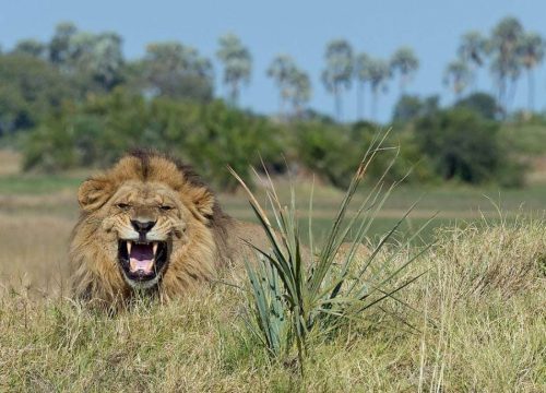 Lion