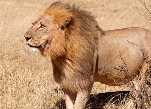 Lion au Hwange national park