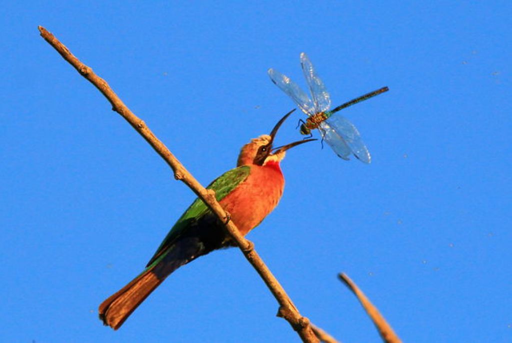 oiseau parc chobe botswana