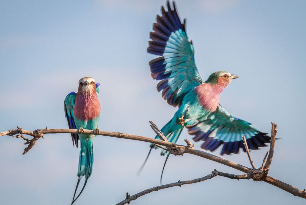 oiseau rivière chobe botswana