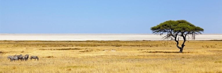 Parc Etosha Namibie