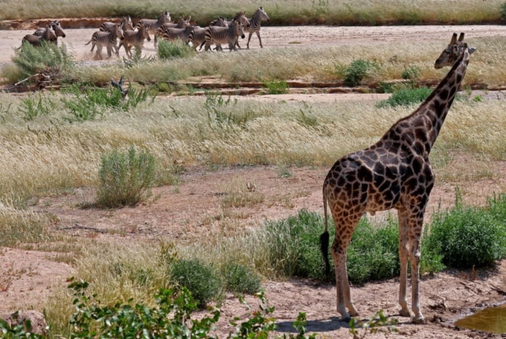 Girafe réserve Hobatere