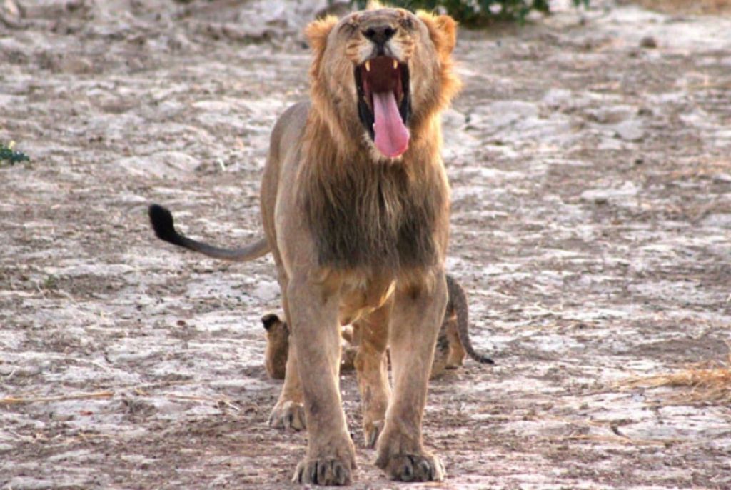 Lion réserve Hobatere