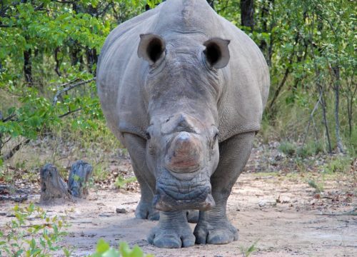 Rhinocéros