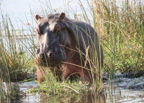 Rhinocéros 