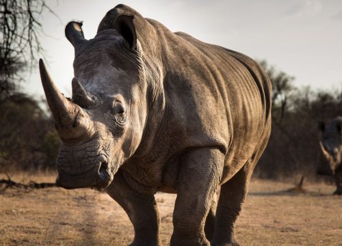 Rhinocéros au Matusadona national park